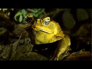 Sapo (Rhinella marina) - Toad