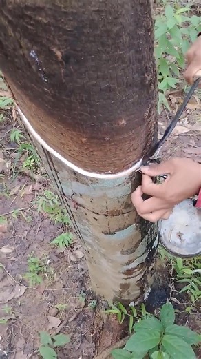 I singing for rubber tapping 😊🌳 || #rubbertree #rubberfarming #rubberplant #shortvideo #shortsfeed . . | Samson