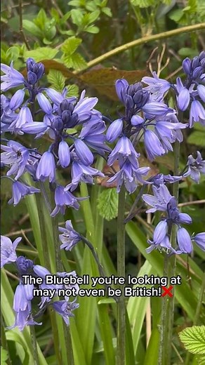 The bluebells you’re looking at may not even be British❌ Here’s how to tell them apart!