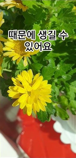 국화꽃 위에 꽃이 펴요.관생화 ​A flower blooming inside another flower, ​Proliferation #플랜테리어 #화초관리 #plants