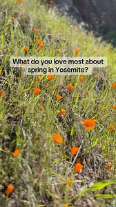 Happy First Day of Spring from Yosemite Conservancy! What do you love most about spring in Yosemite? Today begins a new season as well as the Conservancy's naturalist programs for the year. Learn more about connecting with Yosemite in new ways alongside our naturalist guides at Yosemite.org/naturalist-walks | Yosemite Conservancy