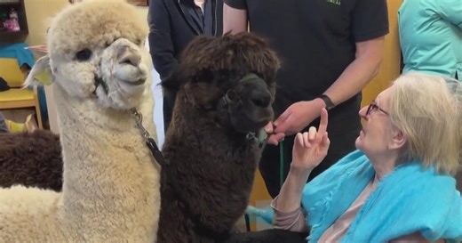 Alpaca Therapy: Gentle creatures bring joy to nursing home residents
