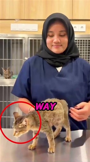 Most People Pick Up Cats The Wrong Way 😳🐱