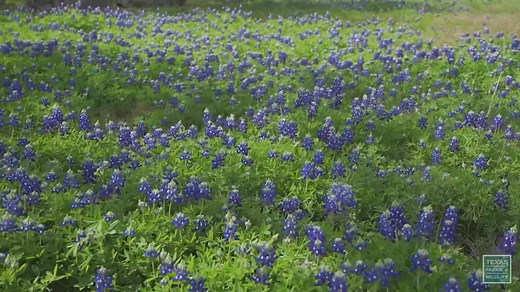 4.1K views · 44 reactions | The beautiful blue flower waving in the wind has a long history as a state symbol. Hear the story behind it's official designation with images from Texas Parks and Wildlife. : CNN Newsource https://news4sanantonio.com/ | News 4 San Antonio | Facebook