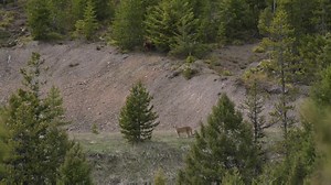 You never know what you will see out hunting. A rare bear and mountain lion encounter captured on film. #RMEF #wildlife #huntingisconservation | Rocky Mountain Elk Foundation