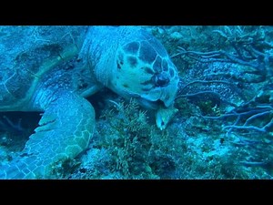 Loggerhead Turtle Hunting Behavior in the Wild