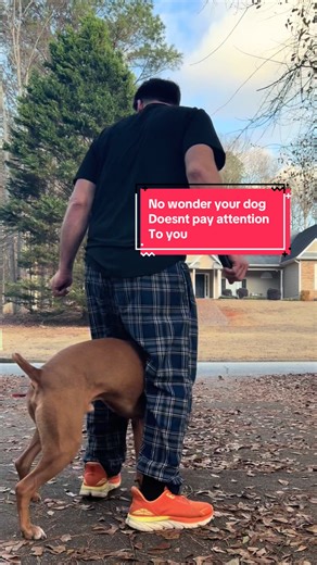 Essential Steps to Start Dog Training for Success