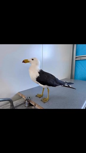 Another successful rehabilitation of a Pacific Gull at Esperance SWIRL Centre. #pacificgull #wildlife #wildliferescue #wildliferehab | Esperance Wildlife