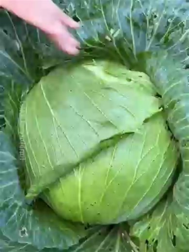 THE WORLD FACTS (@theworldfacts5)’s videos with original sound - THE WORLD FACTS