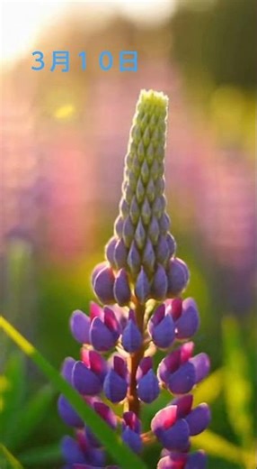 ３月１０日 誕生花 ルピナス ✾花言葉✾想像力・貪欲・あなたは私の安らぎ