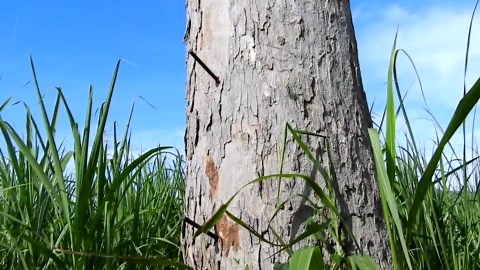 How to Safely Relocate Bees to Protect Farmers and Grass-Cutting Operations