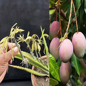 369K views · 6.8K reactions | Simple Methods Grow Mango Tree with Aloevera at Home Unique Skills 100% success results | Rana Craft | Facebook