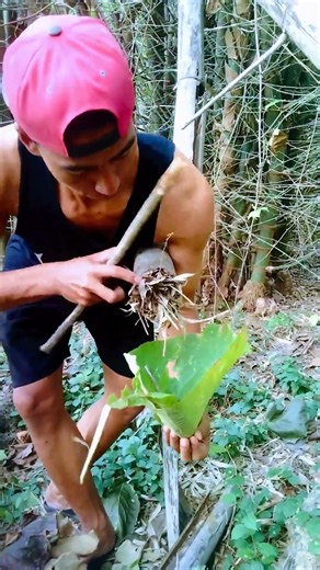 I found wild animals in the bamboo hole guys wow there are so many guys in the middle of the forest