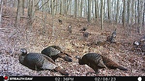 High energy prices create windfall for Pennsylvania Game Commission's projects
