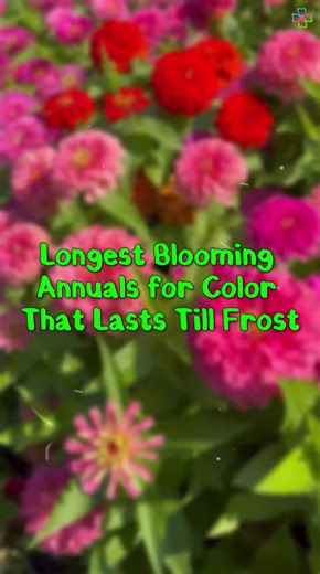 These annual flowers keep blooming without stopping