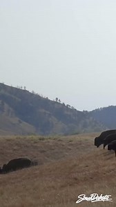 2.6K reactions · 441 shares | The Annual Custer State Park Buffalo Roundup begins tomorrow morning! Even if you aren’t joining us in person, you can still feel the ground rumble and the dust fly as sixty cowboys and cowgirls saddle up to bring in a thundering herd of 1,300 bison. The Travel South Dakota Stories is a podcast that offers an immersive journey through our state, listen to the entire episode: https://www.travelsouthdakota.com/podcast | Travel South Dakota | Facebook