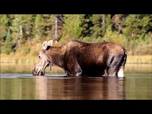 29K views · 1.3K reactions | Moose Monday video! | Jack Bell Photography | Facebook