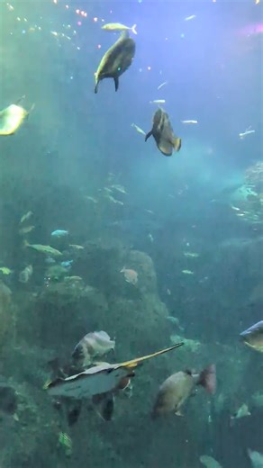 本日主は久しぶりに新江ノ島水族館に行ってきました。やっぱ江ノ島水族館の大水槽は。たくさんの種類の魚がいて。展示の仕方も良くて、時間を忘れて見ていられるぐらい素晴らしい水槽です。#新江ノ島水族館#魚