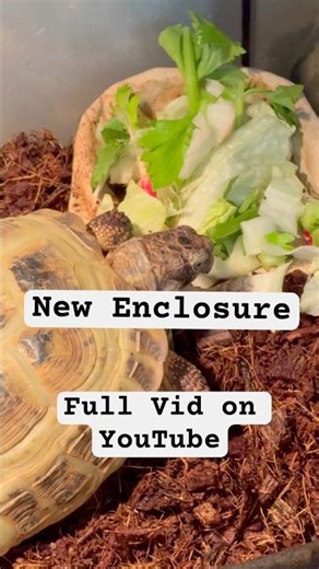 New TORTOISE SETUP!!! #babyreptile #turtle