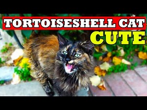 Tortoiseshell Cat Meow | Tortoiseshell Cat Talking | Fluffy Torteiseshell Cat | Lucky Paws