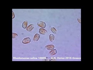 Microalgae for marine hatcheries-Dr G. Hotos lab-Greece