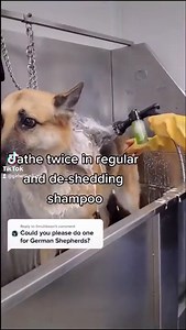 Grooming my senior German Shepherd RIP my girl, forever my guardian