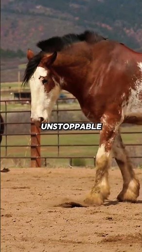 Never Underestimate These Horse Breeds #horses #danger #warning