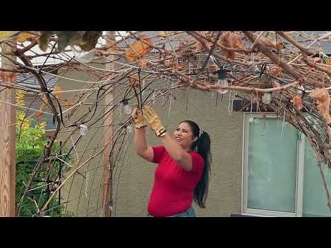 How to Prune Grapes on an Arch Trellis 🍇 Cane Pruning vs. Spur Pruning (Mistakes to Avoid!)