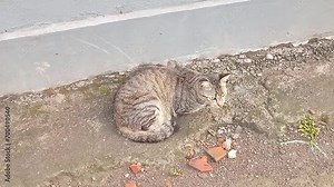 A male calico cat sits on the ground