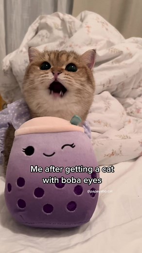 Cute Cats with Boba Eyes: A Delightful Compilation