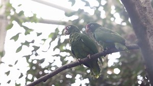 7.8K views · 152 shares | For more than a decade, Lincoln Park Zoo...