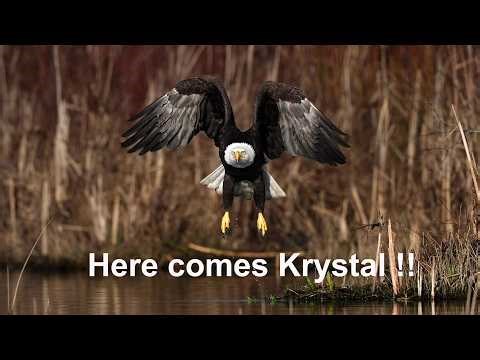 Bald eagles Maverick and Krystal on the water