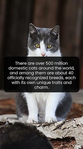 The Amazing Diversity of Domestic Cats Explained by Science