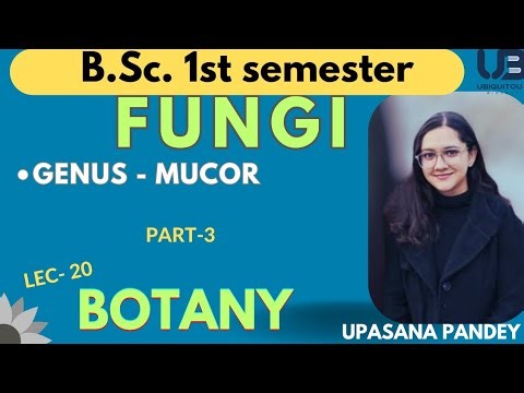 GENUS - MUCOR | FUNGI | B.Sc. first semester Botany part-3