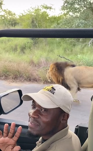 Spectacular moment! #elleafricasafaris #wildlife #safari #gamedrive #africanwildlife #lion