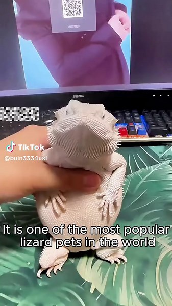 Exploring Unique Lizard Species Around the World