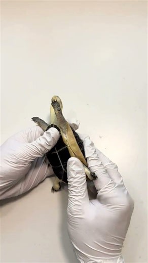 Immortal Turtle Taxidermy! Pet Reptile Forever #Turtle #Pet #Reptile