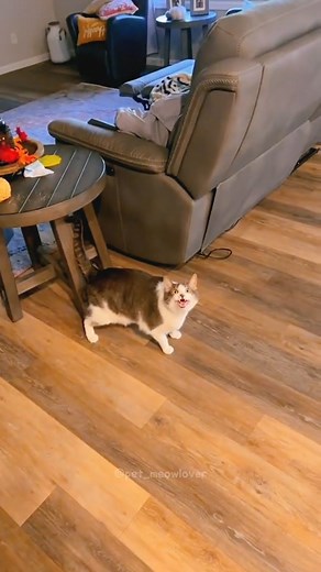 1.5M views · 10K reactions | - cat in estrus#funnyvideo #cute #cat #cats #catlover #funnycat #foryou | Petmeowlover | Facebook