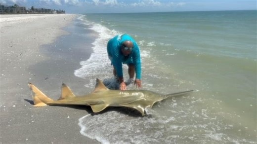 Prehistoric fish in Florida: Details about smalltooth sawfish, alligator gar, Gulf sturgeon