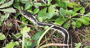 Safely Get Rid Of Snakes From Your Back Yard | Your Vet Online