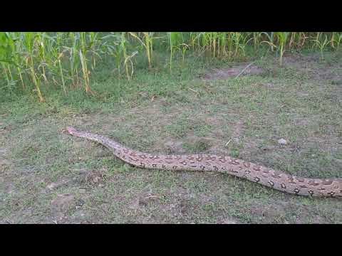 Python snake Vs Dog 🐶🐍🐍😱😰🙏🏿