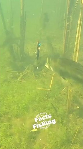 Largemouth Bass Eats a Pitboss #shorts