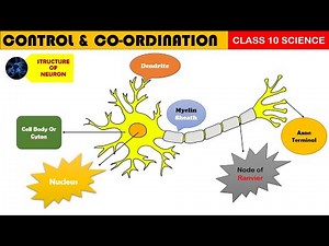 NEURON Structure and Function 🔥Most Important Topic Class 10 CBSE #neuron #nervoussystem #biology