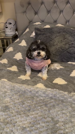 2.1K views · 283 reactions | Sat here hoping it’s time to go to bed soon so I get my fish finger ytray   mum said they’re good for my teefy but all I know is they taste delicious 襤  love Plum Pudding 珞 | Plum Pudding The Rescue Dog | Facebook