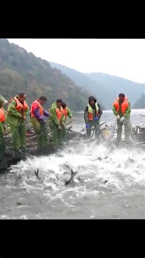 22K views · 214 reactions | Fishermen on Fairy Lake in eastern China's Jiangxi Province are celebrating the winter harvest, hauling in massive nets brimming with up to 150,000 kilograms of fish in a single catch. Among the prized catch are black carp and bighead carp, which have thrived for four to five years in the lake's pristine waters -- a clear indication of the area's commitment to sustainable aquaculture. #ChinainLens #ChineseCulture For more: https://english.cctv.com/ | CCTV | Facebook