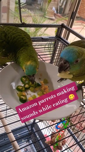 Cute amazon parrot #parrot #amazonparrots