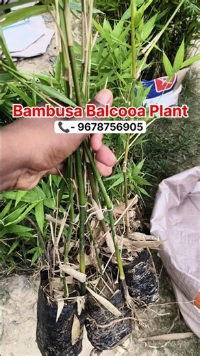 Bambusa Balcooa Plant | Balcooa Bamboo | Bamboo Plant | #Shorts #Agroforestry #Farming