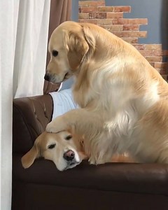 993K views · 30K reactions | Such a cute couple  | LADbible | Facebook