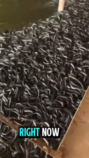 Thousands of Baby Eel Fish in Nursery Tank — Wait Until You See How Many There Are!