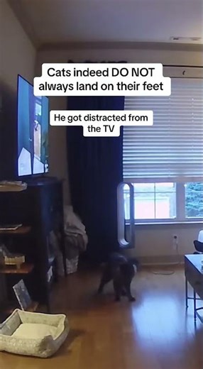 Clumsy Cat Fail: Distracted Kitty Misses Landing After Jump#catfail #funnycats